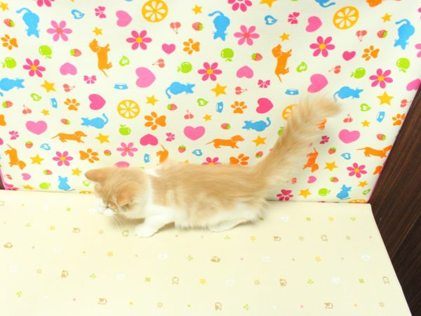 神奈川県のノルウェージャンフォレストキャット (ペットショッププチマリア 横浜永田台店/2026年3月25日生まれ/女の子/クリームタビーホワイト)の子猫の3枚目の画像