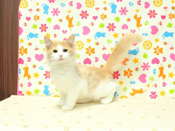 神奈川県のノルウェージャンフォレストキャット (ペットショッププチマリア 横浜永田台店/2026年3月25日生まれ/女の子/クリームタビーホワイト)の子猫の2枚目の画像