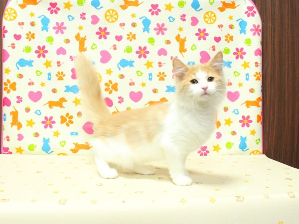神奈川県のノルウェージャンフォレストキャット (ペットショッププチマリア 横浜永田台店/2026年3月25日生まれ/女の子/クリームタビーホワイト)の子猫の4枚目の画像