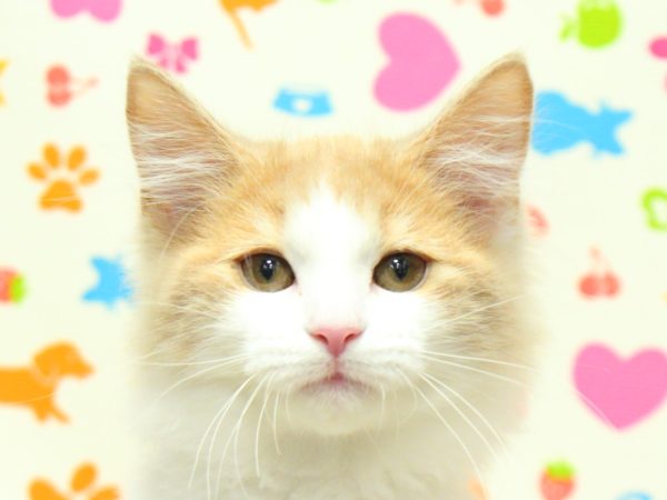 神奈川県のノルウェージャンフォレストキャット (ペットショッププチマリア 横浜永田台店/2026年3月25日生まれ/女の子/クリームタビーホワイト)の子猫の1枚目の画像