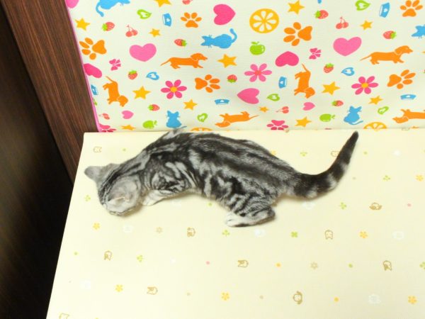 神奈川県のアメリカンショートヘアー (ペットショッププチマリア 横浜永田台店/2026年3月28日生まれ/女の子/シルバータビー)の子猫の3枚目の画像