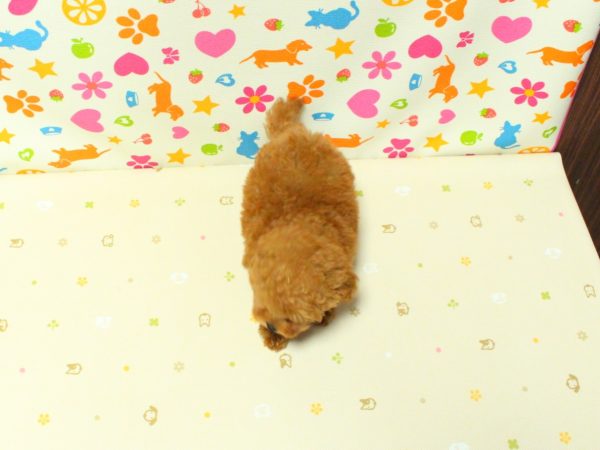 神奈川県のトイプードル(タイニー) (ペットショッププチマリア 横浜永田台店/2026年5月15日生まれ/女の子/レッド)の子犬の3枚目の画像