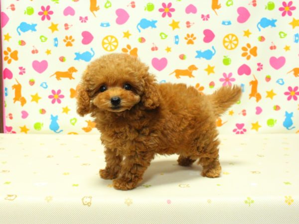 神奈川県のトイプードル(タイニー) (ペットショッププチマリア 横浜永田台店/2026年5月15日生まれ/女の子/レッド)の子犬の2枚目の画像