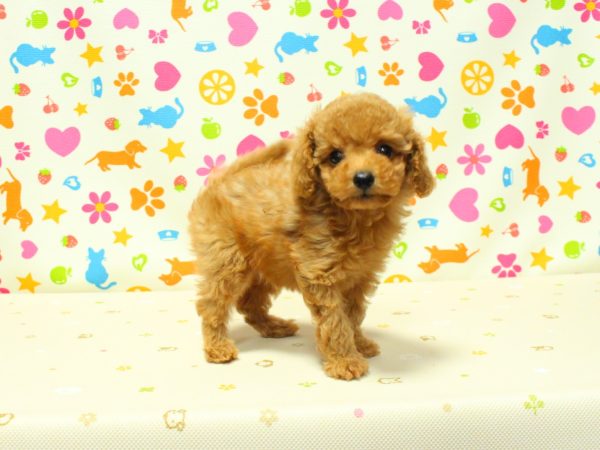 神奈川県のトイプードル(トイ) (ペットショッププチマリア 横浜永田台店/2026年5月15日生まれ/男の子/アプリコット)の子犬の2枚目の画像