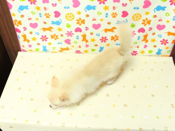 神奈川県のポメチワ/チワポメ/ポメチー(ポメラニアン×チワワ) (ペットショッププチマリア 横浜永田台店/2026年1月27日生まれ/男の子/クリーム)の子犬の3枚目の画像