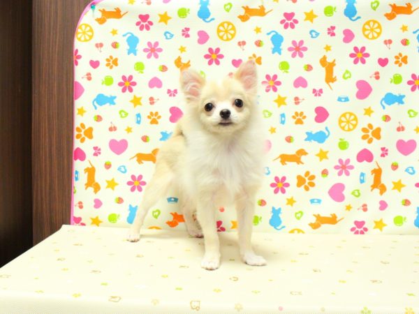 神奈川県のポメチワ/チワポメ/ポメチー(ポメラニアン×チワワ) (ペットショッププチマリア 横浜永田台店/2026年1月27日生まれ/男の子/クリーム)の子犬の4枚目の画像