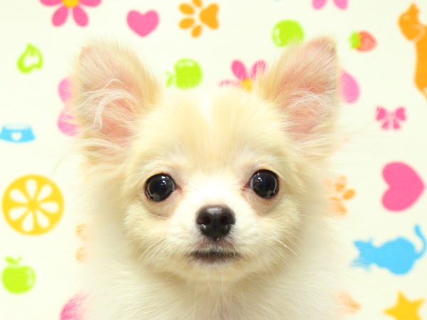 神奈川県のポメチワ/チワポメ/ポメチー(ポメラニアン×チワワ) (ペットショッププチマリア 横浜永田台店/2026年1月27日生まれ/男の子/クリーム)の子犬の1枚目の画像