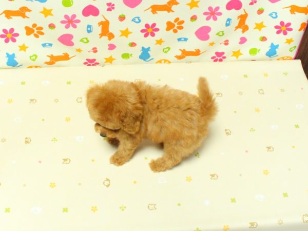 神奈川県のトイプードル(トイ) (ペットショッププチマリア 横浜永田台店/2026年5月15日生まれ/男の子/アプリコット)の子犬の3枚目の画像