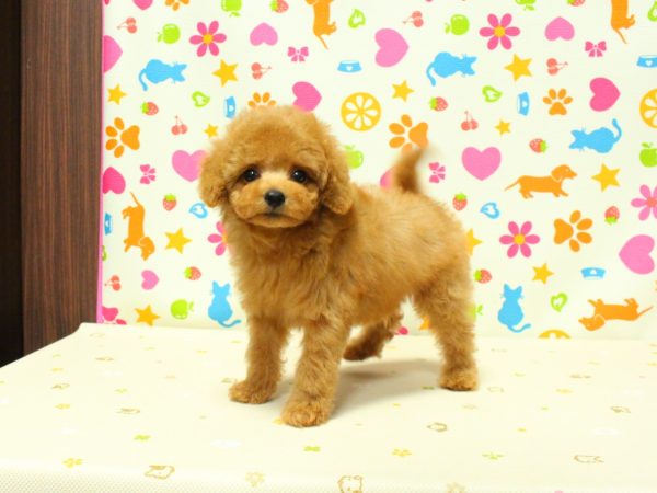神奈川県のトイプードル(トイ) (ペットショッププチマリア 横浜永田台店/2026年5月15日生まれ/男の子/アプリコット)の子犬の2枚目の画像