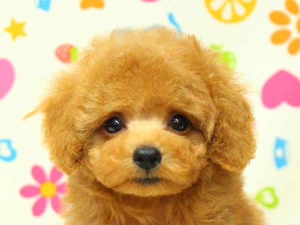 神奈川県のトイプードル(トイ) (ペットショッププチマリア 横浜永田台店/2026年5月15日生まれ/男の子/アプリコット)の子犬の1枚目の画像