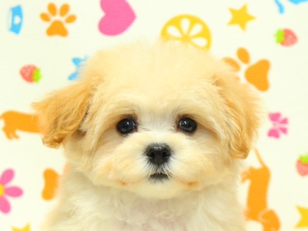 神奈川県のマルプー(マルチーズ×プードル) (ペットショッププチマリア 横浜永田台店/2026年5月16日生まれ/女の子/クリーム)の子犬の1枚目の画像