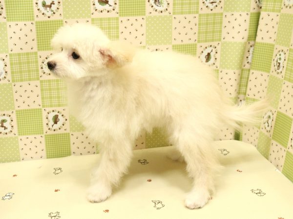 埼玉県のポメプー(ポメラニアン×プードル) (ペットショッププチマリア 入間武蔵藤沢店/2026年3月27日生まれ/女の子/クリーム)の子犬の3枚目の画像