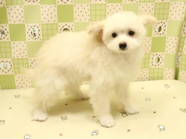 埼玉県のポメプー(ポメラニアン×プードル) (ペットショッププチマリア 入間武蔵藤沢店/2026年3月27日生まれ/女の子/クリーム)の子犬の4枚目の画像