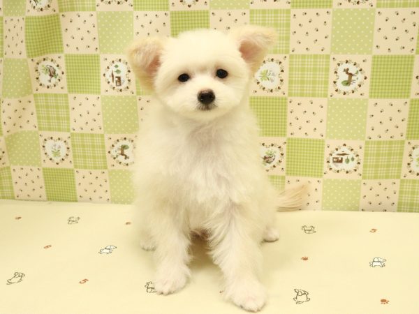 埼玉県のポメプー(ポメラニアン×プードル) (ペットショッププチマリア 入間武蔵藤沢店/2026年3月27日生まれ/女の子/クリーム)の子犬の2枚目の画像