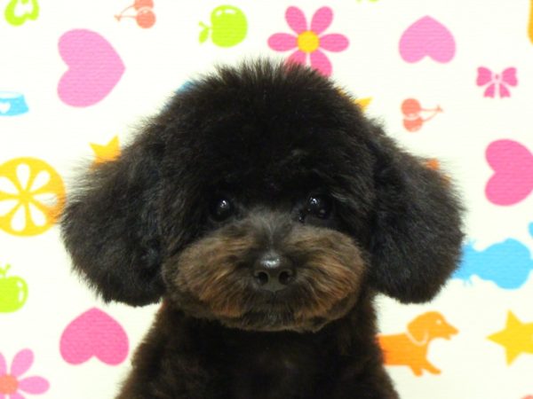 神奈川県のトイプードル(トイ) (ペットショッププチマリア 横浜永田台店/2026年3月15日生まれ/男の子/ブラック)の子犬の1枚目の画像