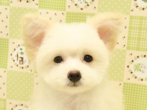 ポメプー(ポメラニアン×トイプードル)