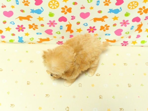 神奈川県のマルプー(マルチーズ×プードル) (ペットショッププチマリア 横浜永田台店/2026年5月22日生まれ/女の子/アプリコット)の子犬の3枚目の画像
