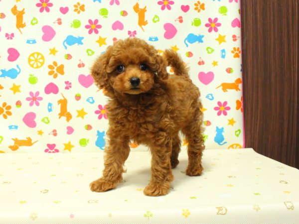 神奈川県のトイプードル(トイ) (ペットショッププチマリア 横浜永田台店/2026年5月20日生まれ/女の子/レッド)の子犬の2枚目の画像
