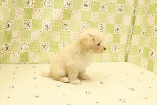 埼玉県のマルプー(マルチーズ×プードル) (ペットショッププチマリア 入間武蔵藤沢店/2026年5月2日生まれ/男の子/クリーム)の子犬の3枚目の画像
