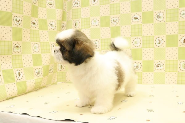 埼玉県のシーズー (ペットショッププチマリア 入間武蔵藤沢店/2026年5月1日生まれ/女の子/ゴールドホワイト)の子犬の4枚目の画像