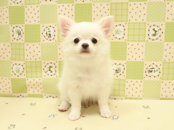 埼玉県のチワワ(ロング) (ペットショッププチマリア 入間武蔵藤沢店/2026年4月4日生まれ/男の子/クリーム)の子犬の2枚目の画像