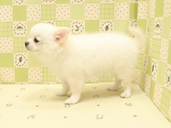埼玉県のチワワ(ロング) (ペットショッププチマリア 入間武蔵藤沢店/2026年4月4日生まれ/男の子/クリーム)の子犬の4枚目の画像