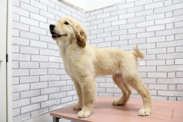 岐阜県のゴールデンレトリバー (ペットショッププチマリア 各務原鵜沼店/2026年3月11日生まれ/女の子/ゴールデンカラー)の子犬の4枚目の画像