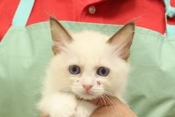 埼玉県のラグドール (ペットショッププチマリア 入間武蔵藤沢店/2026年5月7日生まれ/男の子/シールポイントバイカラー)の子猫