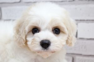 ミックス（ハーフ犬）