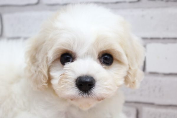 ミックス（ハーフ犬）