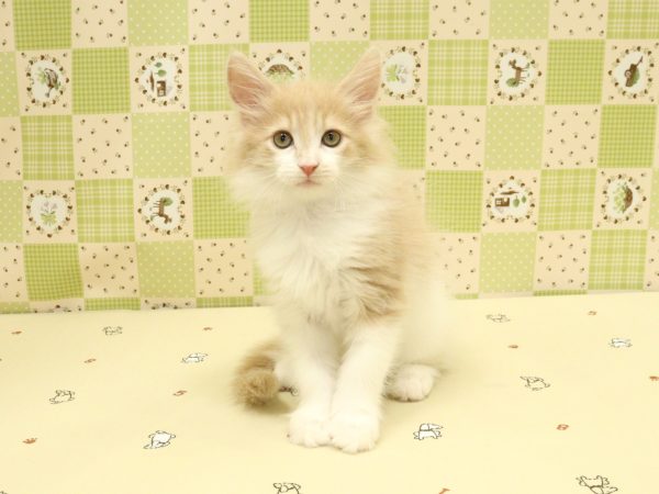 埼玉県のメインクーン (ペットショッププチマリア 入間武蔵藤沢店/2026年5月13日生まれ/女の子/クリームタビーホワイト)の子猫の2枚目の画像