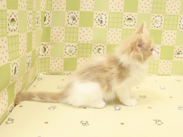埼玉県のメインクーン (ペットショッププチマリア 入間武蔵藤沢店/2026年5月13日生まれ/女の子/クリームタビーホワイト)の子猫の3枚目の画像