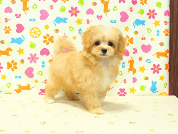 神奈川県のマルプー(マルチーズ×プードル) (ペットショッププチマリア 横浜永田台店/2026年5月22日生まれ/男の子/アプリコット)の子犬の4枚目の画像