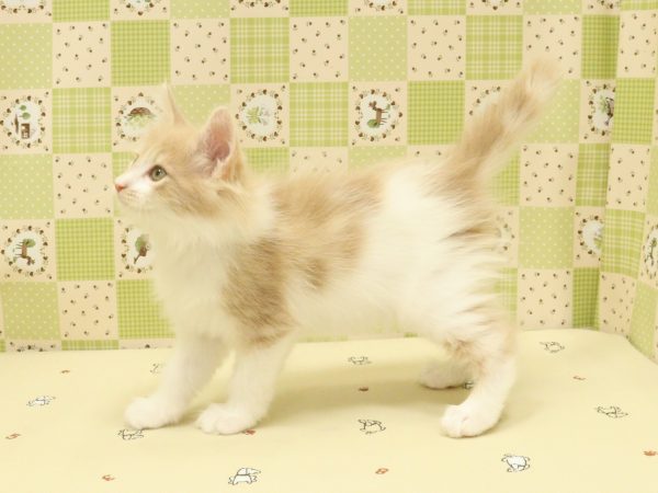埼玉県のメインクーン (ペットショッププチマリア 入間武蔵藤沢店/2026年5月13日生まれ/女の子/クリームタビーホワイト)の子猫の4枚目の画像