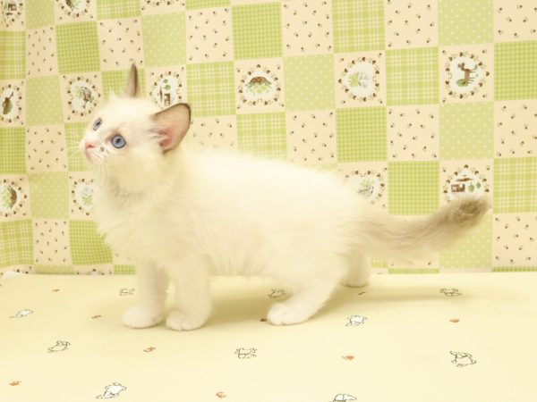 埼玉県のラグドール (ペットショッププチマリア 入間武蔵藤沢店/2026年5月7日生まれ/女の子/シールポイントバイカラー)の子猫の3枚目の画像