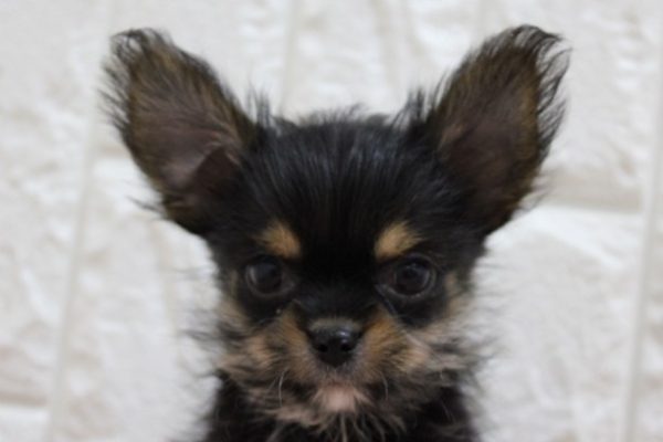 ミックス（ハーフ犬）