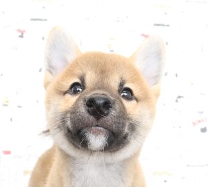 柴犬