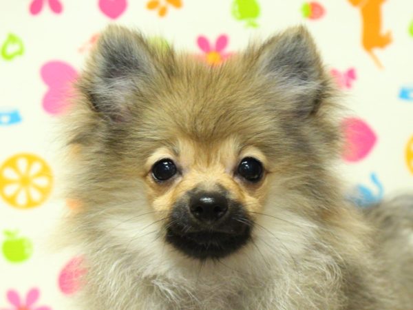 神奈川県のポメラニアン (ペットショッププチマリア 横浜永田台店/2026年3月22日生まれ/女の子/ウルフセーブル)の子犬の1枚目の画像