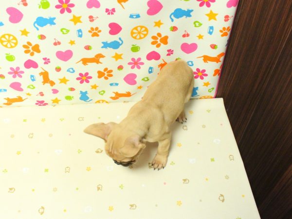神奈川県のフレンチブルドッグ (ペットショッププチマリア 横浜永田台店/2026年5月30日生まれ/男の子/フォーン)の子犬の3枚目の画像