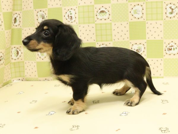 埼玉県のミニチュアダックスフンド(ロング) (ペットショッププチマリア 入間武蔵藤沢店/2026年5月13日生まれ/女の子/ブラックタン)の子犬の4枚目の画像