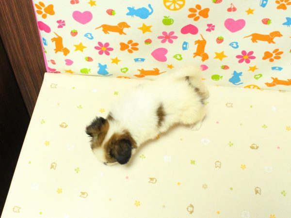 神奈川県のパピヨン (ペットショッププチマリア 横浜永田台店/2026年5月30日生まれ/女の子/ホワイトブラウン)の子犬の3枚目の画像