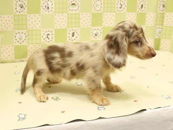 埼玉県のミニチュアダックスフンド(ロング) (ペットショッププチマリア 入間武蔵藤沢店/2026年5月13日生まれ/男の子/チョコレートダップル)の子犬の3枚目の画像