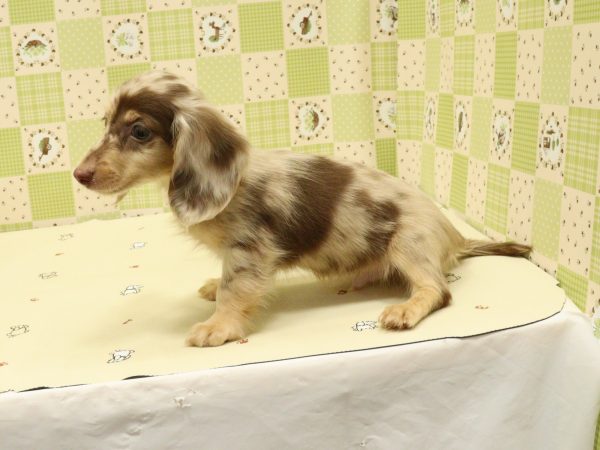 埼玉県のミニチュアダックスフンド(ロング) (ペットショッププチマリア 入間武蔵藤沢店/2026年5月13日生まれ/男の子/チョコレートダップル)の子犬の4枚目の画像