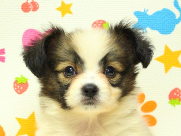 神奈川県のパピヨン (ペットショッププチマリア 横浜永田台店/2026年5月30日生まれ/女の子/ホワイトブラウン)の子犬の1枚目の画像