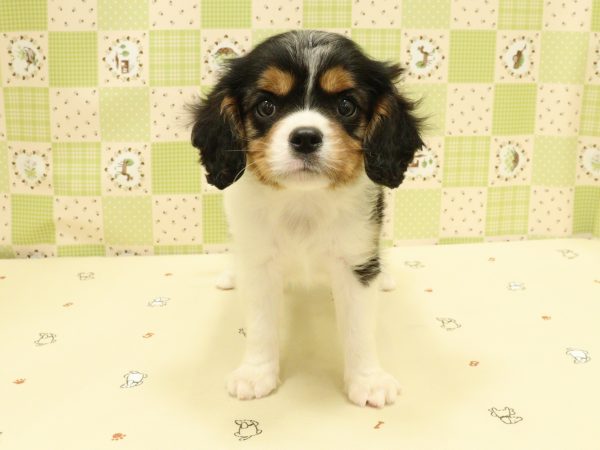 埼玉県のキャバリアキングチャールズスパニエル (ペットショッププチマリア 入間武蔵藤沢店/2026年5月13日生まれ/男の子/トライカラー)の子犬の2枚目の画像