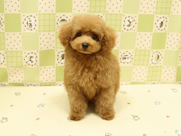 埼玉県のトイプードル(トイ) (ペットショッププチマリア 入間武蔵藤沢店/2026年5月15日生まれ/男の子/レッドフォーン)の子犬の2枚目の画像