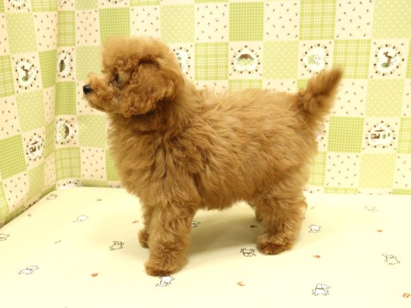 埼玉県のトイプードル(トイ) (ペットショッププチマリア 入間武蔵藤沢店/2026年5月15日生まれ/男の子/レッドフォーン)の子犬の3枚目の画像