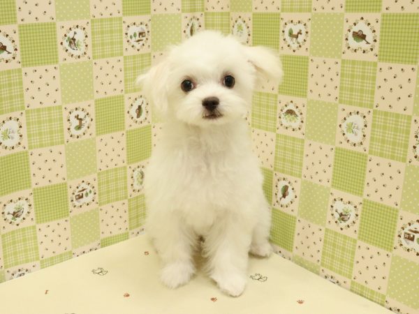 埼玉県のチワマル/マルチワ(チワワ×マルチーズ) (ペットショッププチマリア 入間武蔵藤沢店/2026年3月22日生まれ/女の子/クリーム)の子犬の2枚目の画像