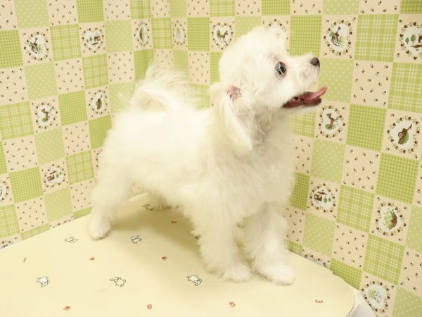 埼玉県のチワマル/マルチワ(チワワ×マルチーズ) (ペットショッププチマリア 入間武蔵藤沢店/2026年3月22日生まれ/女の子/クリーム)の子犬の3枚目の画像