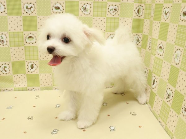 埼玉県のチワマル/マルチワ(チワワ×マルチーズ) (ペットショッププチマリア 入間武蔵藤沢店/2026年3月22日生まれ/女の子/クリーム)の子犬の4枚目の画像